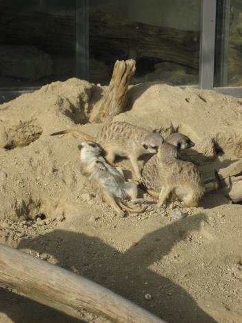 Kinderzoo 040.jpg   26kb   26.03.2021 22:41:31